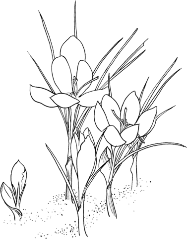 Saffron Crocus Coloring Page